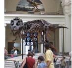 Dinosoaur in Museum