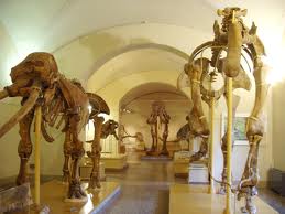Museum in Florence IT