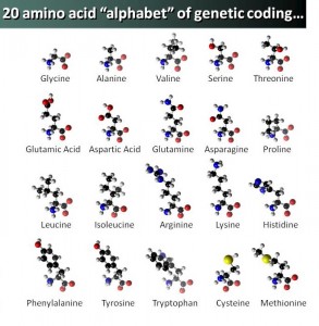 20aminoacidcropped