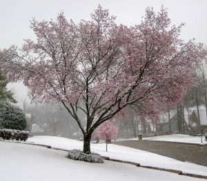 Winter Snow