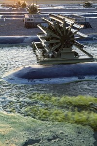 algae fuel